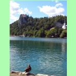 Hrad Bled nad jezerem