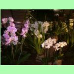 různé barvy orchidejí