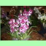 trs orchidejí